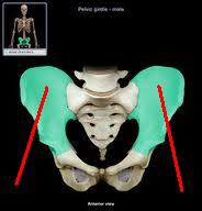 <p>A broad, flared bone that makes up the upper and lateral sections of the pelvis.</p>