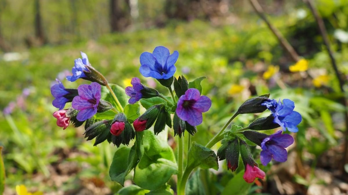 <p><em>Boraginaceae -</em> brutnákovité</p><p><em>Pulmonaria officinalis -</em> plicník lékařský</p>