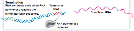 <p>RNA synthesis ends when RNA polymerase reaches the terminator DNA sequence.</p>