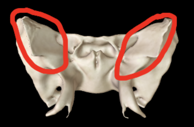 <p>What part of the sphenoid is this?</p>