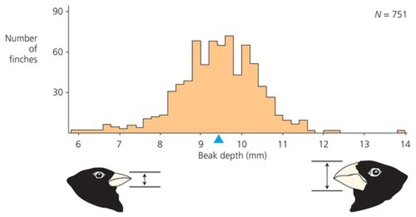 <p>It favored small birds with shallow beaks due to the abundance of small, soft seeds.</p>
