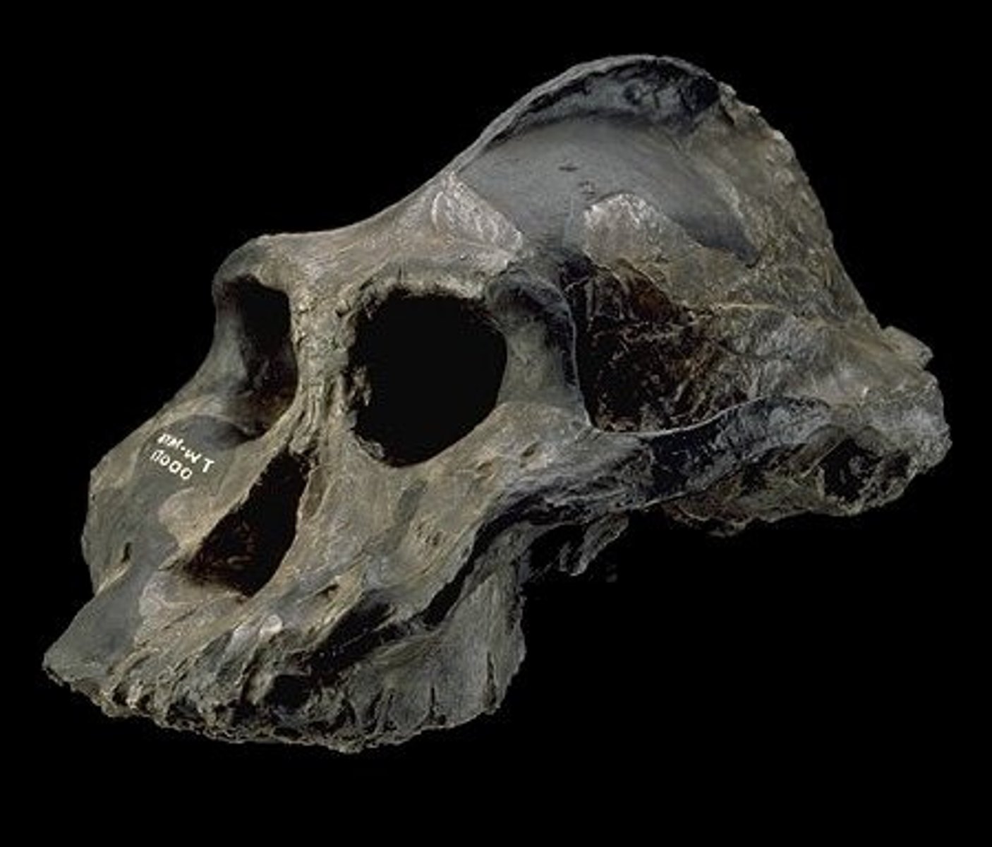 <p>2.7-2.3 MYA East Africa</p>