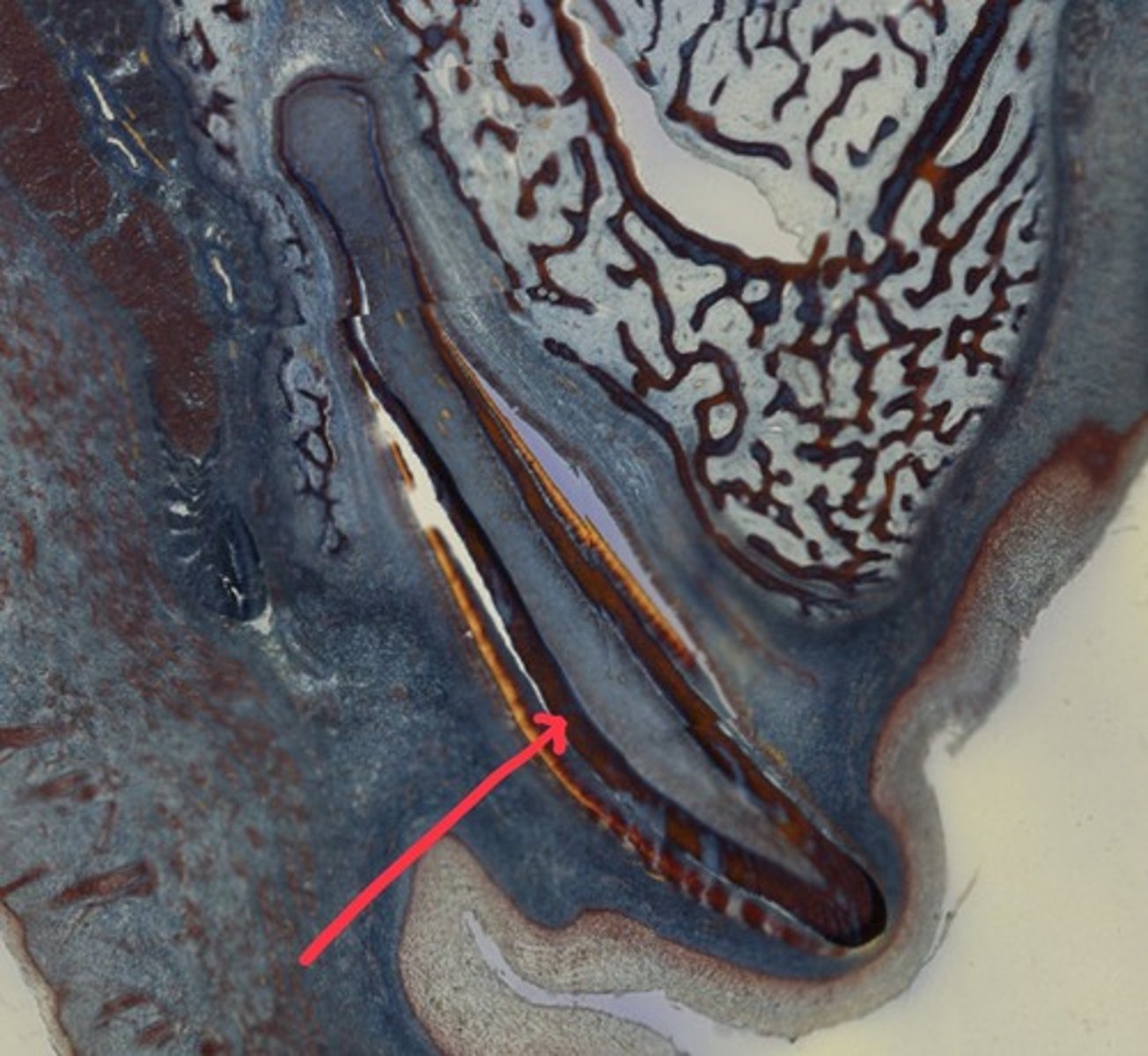 <p>Name the tissue</p>