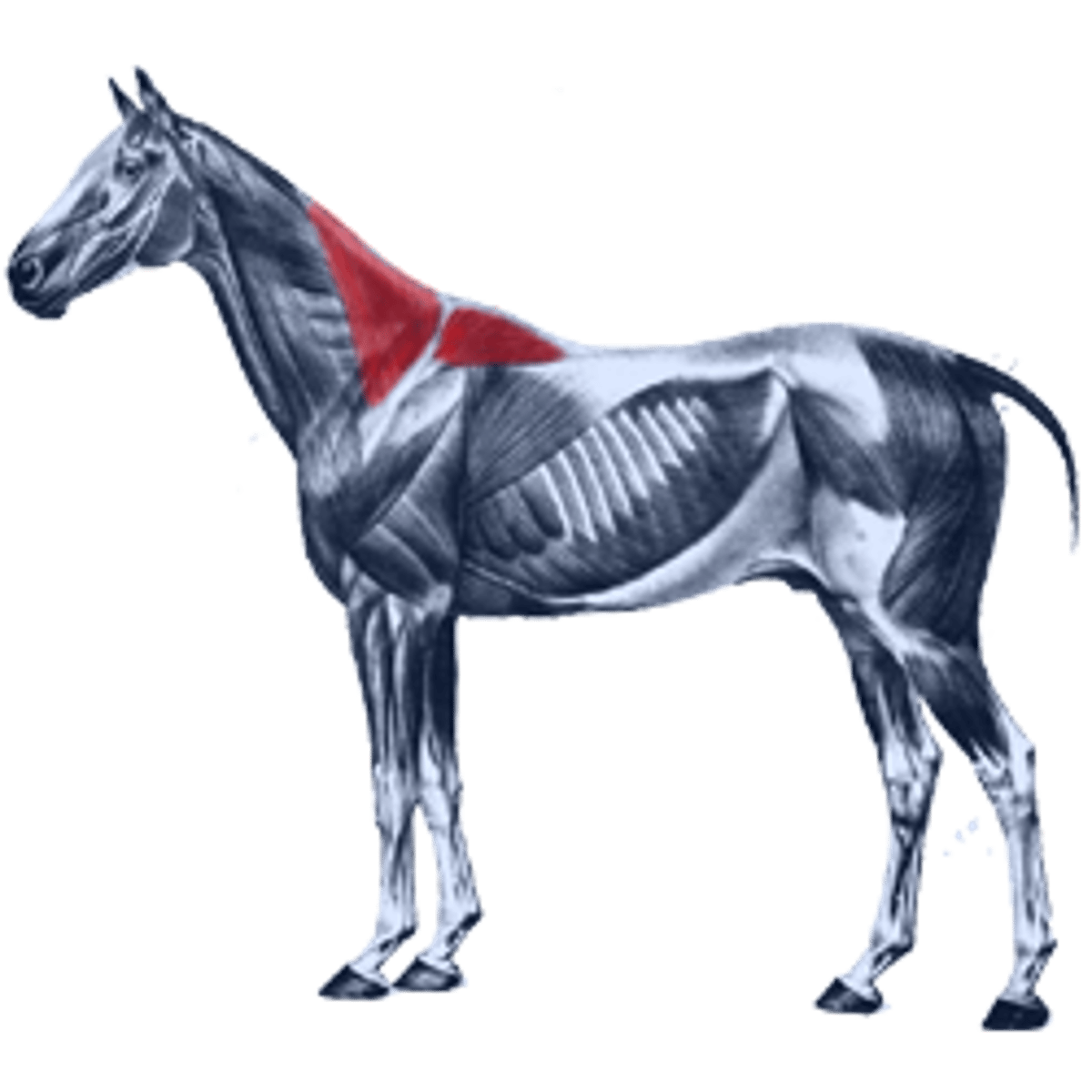 <p>Origin: Dorsal aspect of neck</p><p>Insertion: Spine of scapula</p><p>Action: Elevates and abducts limb; holds scapula to thorax</p>