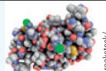 <p>Carry regulatory signals between cells</p>