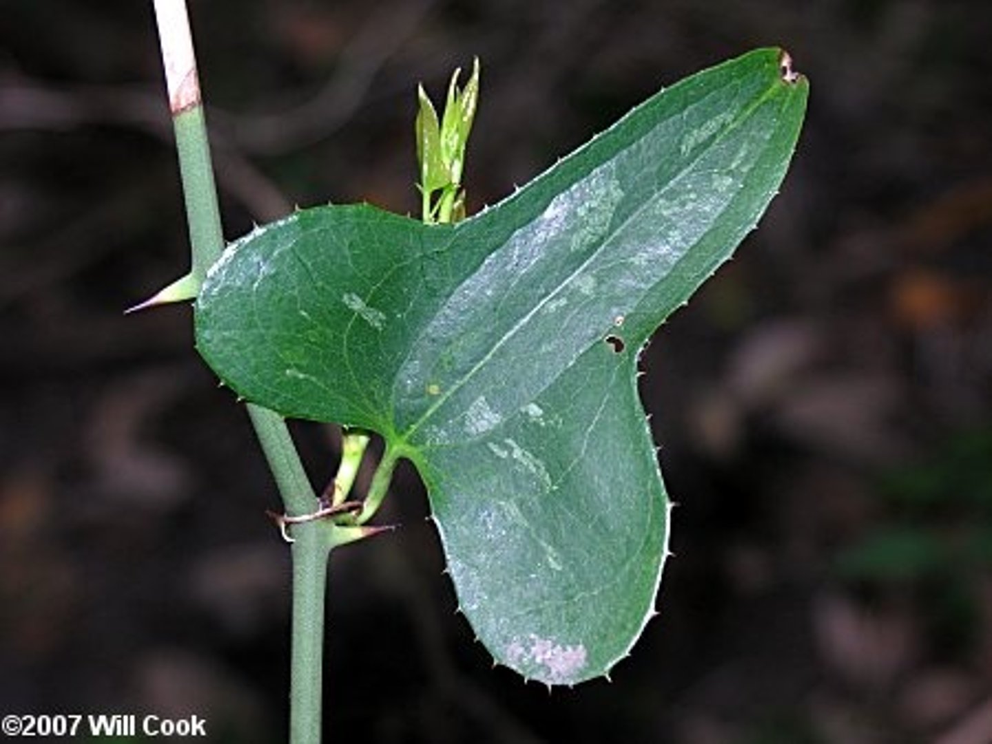 <p>Native<br>Vine<br>White-tailed deer forage/beaver eat rhizomes</p>