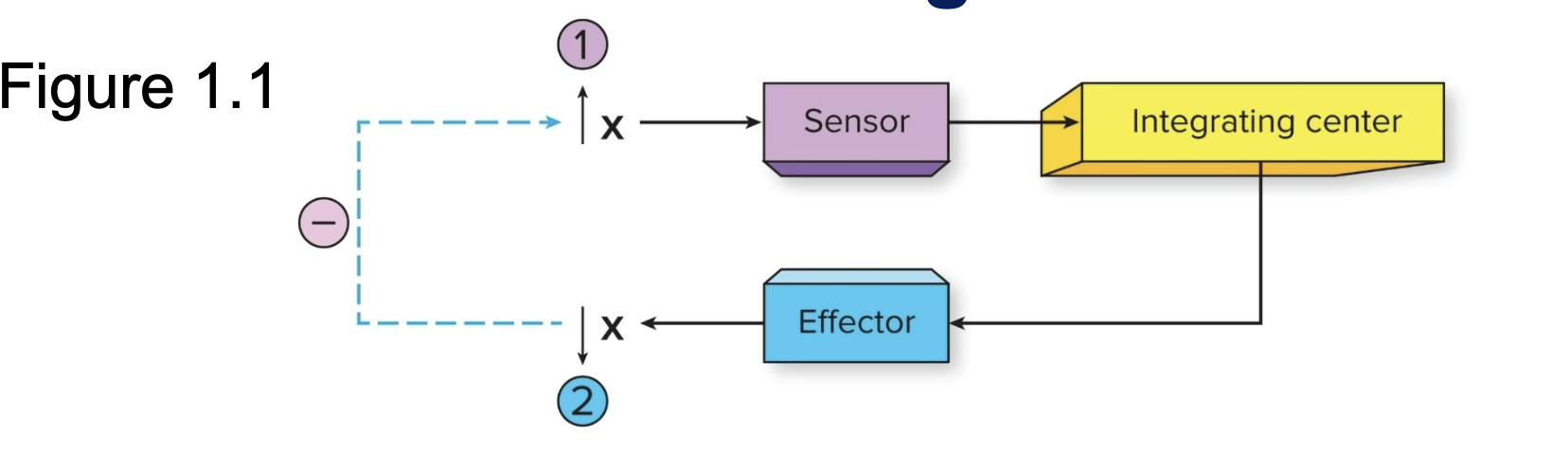 <p>Where changes in physiological Variables are detected <strong>(sense the changes )</strong></p>