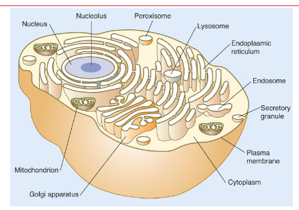 <p>Single Cell: Largest number of species/<em>prokaryotes </em>(i.e., bacteria, yeasts, protozoans)</p><p></p><p>Mammalian: Multicellular organisms</p><p>Internal organelles (mitochondria, endoplasmic reticulum, nuclear membrane)</p><p><strong>Semipermeable membrane (plasma membrane)</strong></p><p><em>Create separate water spaces to isolate chemical reactions</em></p><p><em>Need to communicate across these spaces, diffuse, or utilize a specific transporter to cross membrane</em></p>