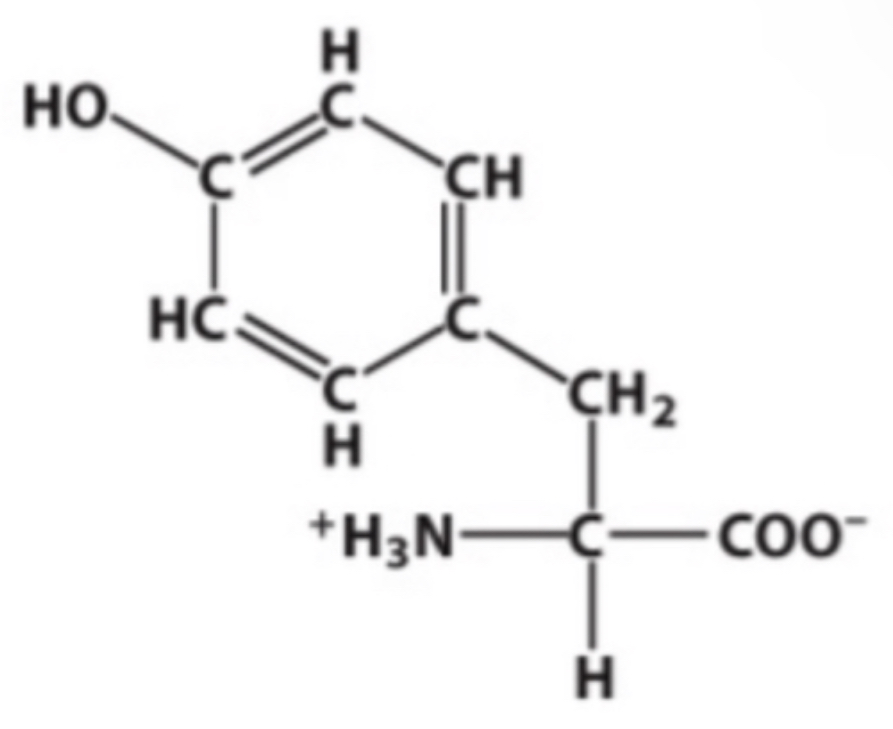 <p>Identify this amino acid.</p>