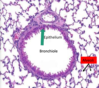 <p>Section showing<strong> bronchiole and alveoli</strong><br><strong>Red = alveoli</strong></p>