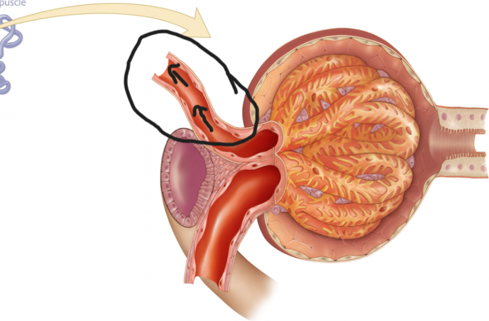 <p>What is the encircled structure</p>