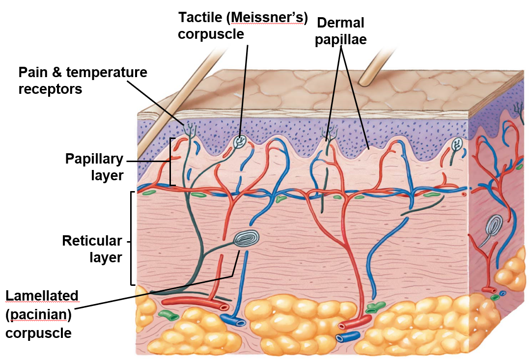 <ul><li><p>blood flow</p></li><li><p>glandular secretions</p></li><li><p>sensations</p><ul><li><p>light touch - tactile (<strong>Meissner’s</strong>) <strong>corpuscles </strong>in dermal papillae</p></li><li><p>deep pressure &amp; vibration - lamellated (<strong>Pacinian</strong>) <strong>corpuscles </strong>in reticular layer</p></li><li><p>pain &amp; temp - sensory endings in epidermal &amp; dermal layers</p></li></ul></li></ul><p></p>