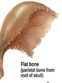 <p>Ribs, sternum, skull</p>