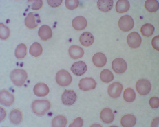 <p>What does this show?</p>