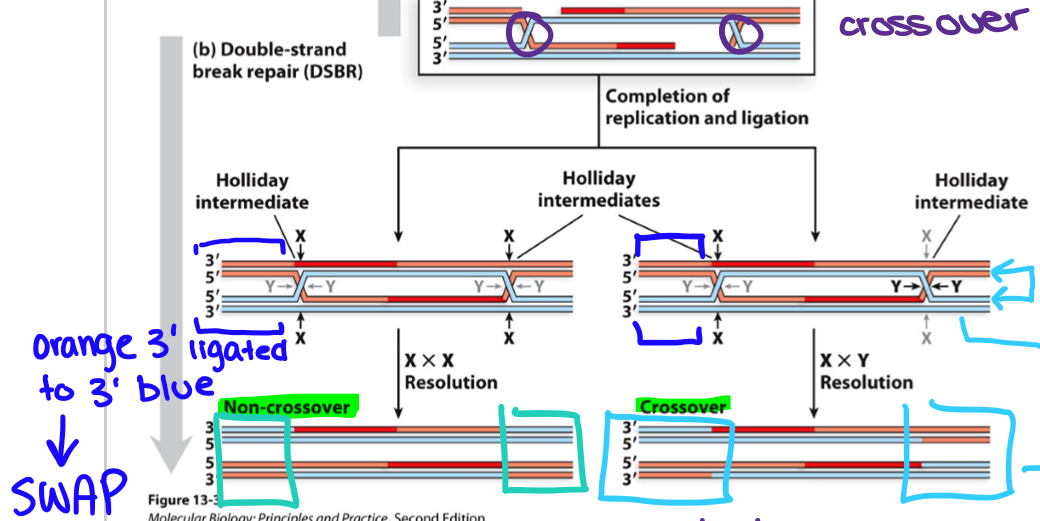 <p>Invading strands do not dissociate during DNA replication and cause four-way helical DNA junctions or cross-overs (Holliday junctions) that undergo two symmetrical nicks by resolvases and then ligated</p><ul><li><p>D-loop stays intact, and movement of Holliday junctions (branch migration) increases the length of heteroduplex DNA</p></li><li><p>Depending on how the Holliday junction is resolved, crossover products can be generated, whereby allelic combinations flanking the DSBs no longer resemble the parental chromosomes</p></li></ul><p>Predominant in meiosis, not mitosis</p>