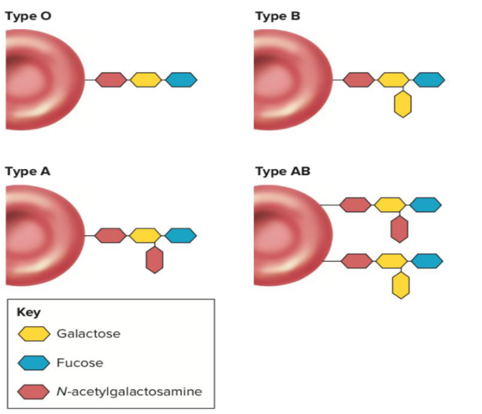 <p>Carbohydrate groups attached to proteins for cell recognition</p>