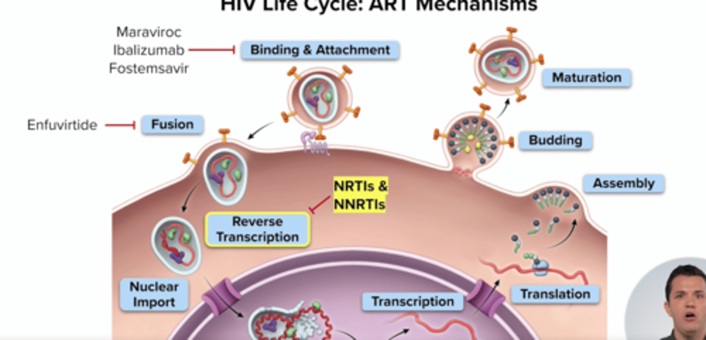 <p>step: Hiv rna converted to hiv dna via reverse transcriptase (hiv enzyme)</p><p>Nucleoside/Nucleotide Reverse Transcriptase Inhibitors (NRTIs) (eg. emcitritabine) - compete w nucleosides for active site on RT causing chain termination and stop hiv replicaiton</p><p>Non-Nucleoside Reverse Transcriptase Inhibitors (NNRTIs) (eg. riplivirine)</p><p>- bind allosteric site to conformational change that prevents conversion hiv rna to hiv dna</p>