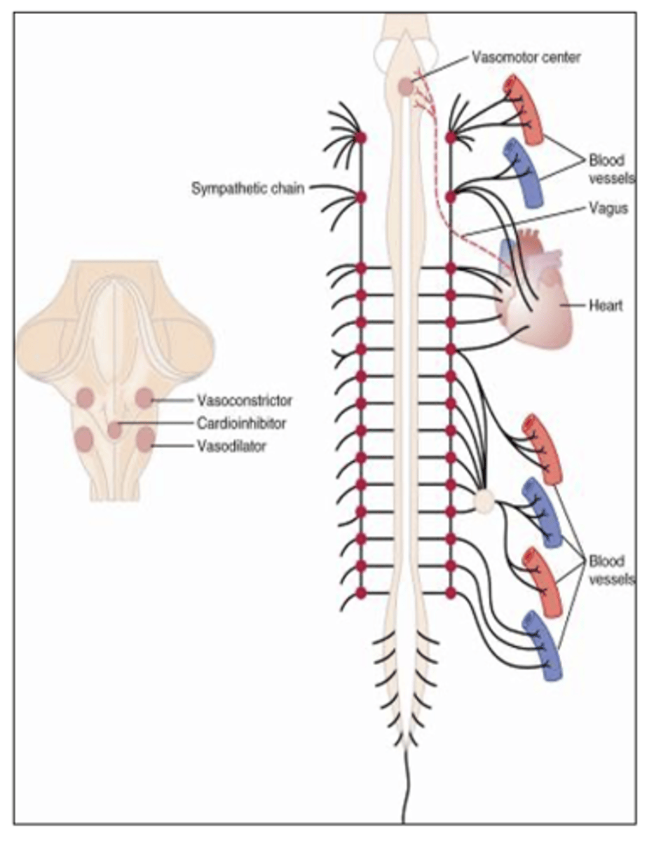 <p>What are the two branches of the Autonomic nervous system? What do they control? </p>