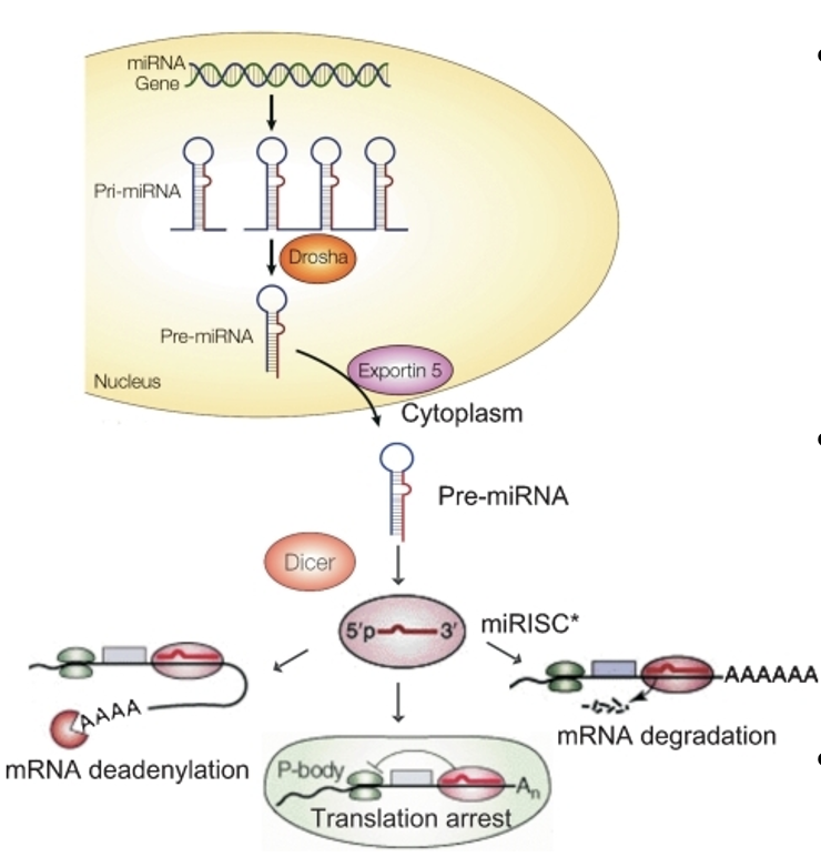 <p><mark data-color="yellow" style="background-color: yellow; color: inherit">short RNA molecules</mark> (21-24 nucleotides) that <mark data-color="yellow" style="background-color: yellow; color: inherit">recognize specific sequences</mark> of mRNA:</p><ul><li><p>associate w/ ribonucleoprotein complex — RNA-induced silencing complex (RISC)</p></li><li><p><mark data-color="yellow" style="background-color: yellow; color: inherit">RISC/miRNA bind to &amp; degrade the mRNA</mark></p></li></ul><p></p>