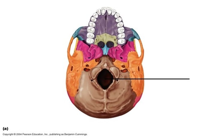 <p>the hole in the base of the skull through which the spinal cord passes.</p>