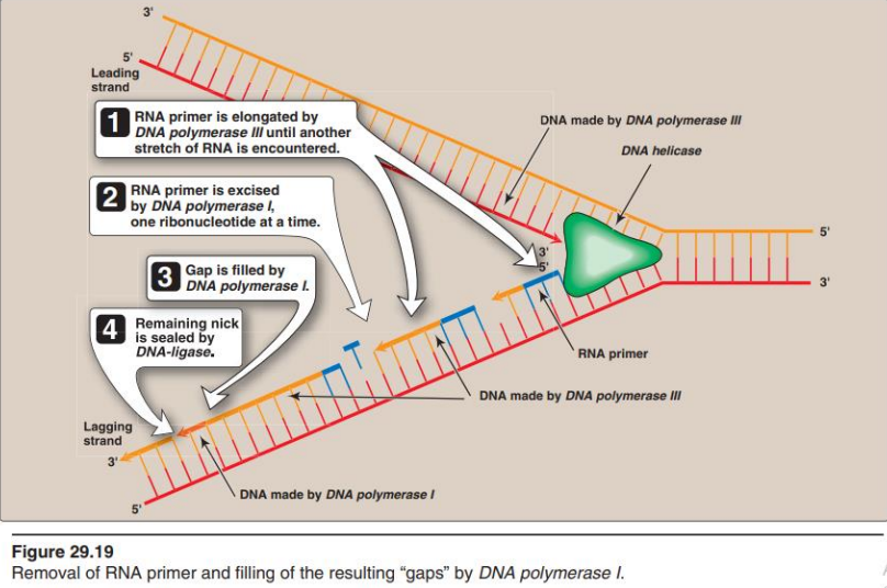 <ol><li><p><strong><u>RNA primer</u></strong> is elongated by <strong><u>DNA polymerase III</u></strong> until another RNA is encountered</p></li><li><p><strong><u>RNA primer</u></strong> is cut out  by<strong><u> DNA polymerase I</u></strong>, one ribonucleotide at a time</p></li><li><p><strong><u>DNA polymerase I </u></strong>fills the Gap</p></li><li><p>The remaining <strong><u>NICK</u></strong> is sealed by <strong><u>DNA-Ligase</u></strong></p></li></ol><p></p>