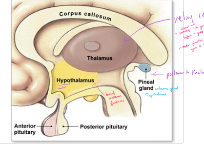 <p>what does the hypothalamus do?</p>