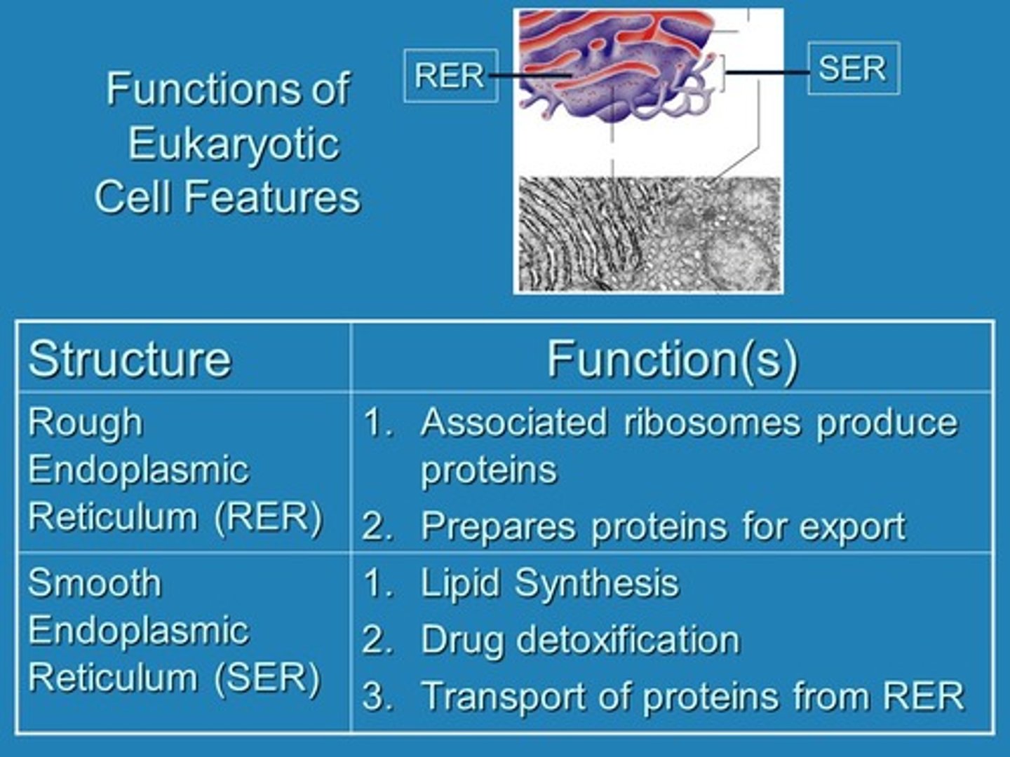 <p>Rough ER:</p><p>- studded with ribosomes</p><p>- fx is to synthesize protein and RNA</p><p>Smooth ER:</p><p>- contains enzymes involved in manufacturing lipids and steroid hormones</p>