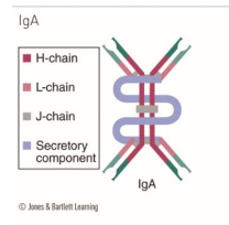 <p>IgA </p>