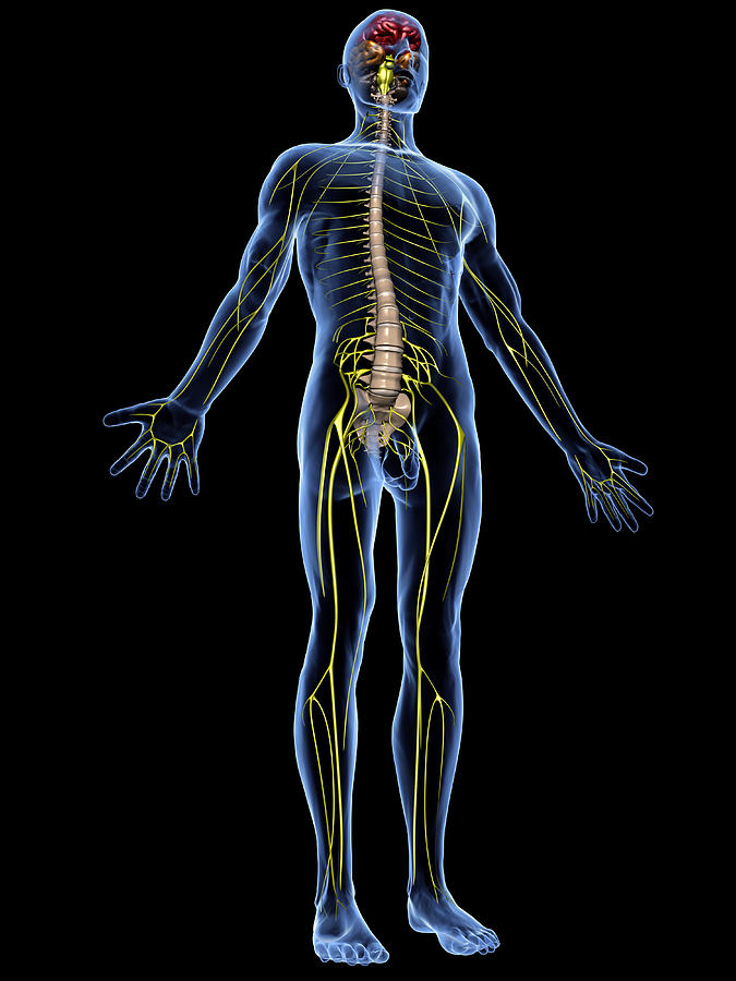 <p>the section of the nervous system lying outside the brain and spinal cord</p>