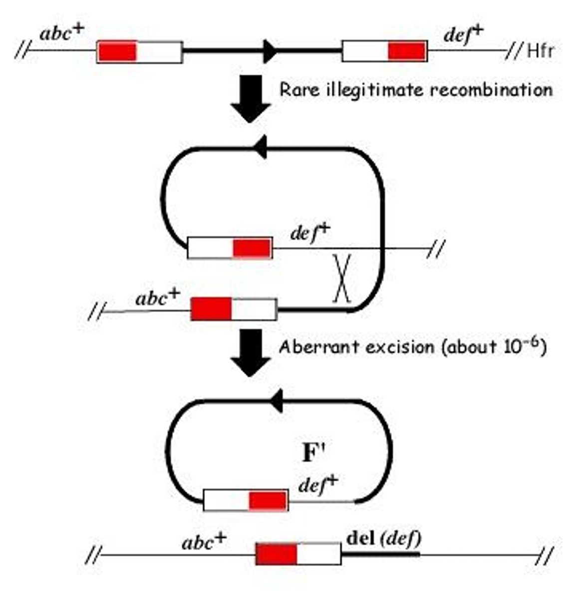<p>An F plasmid that carries some chromosomal DNA along with the F factor.</p>
