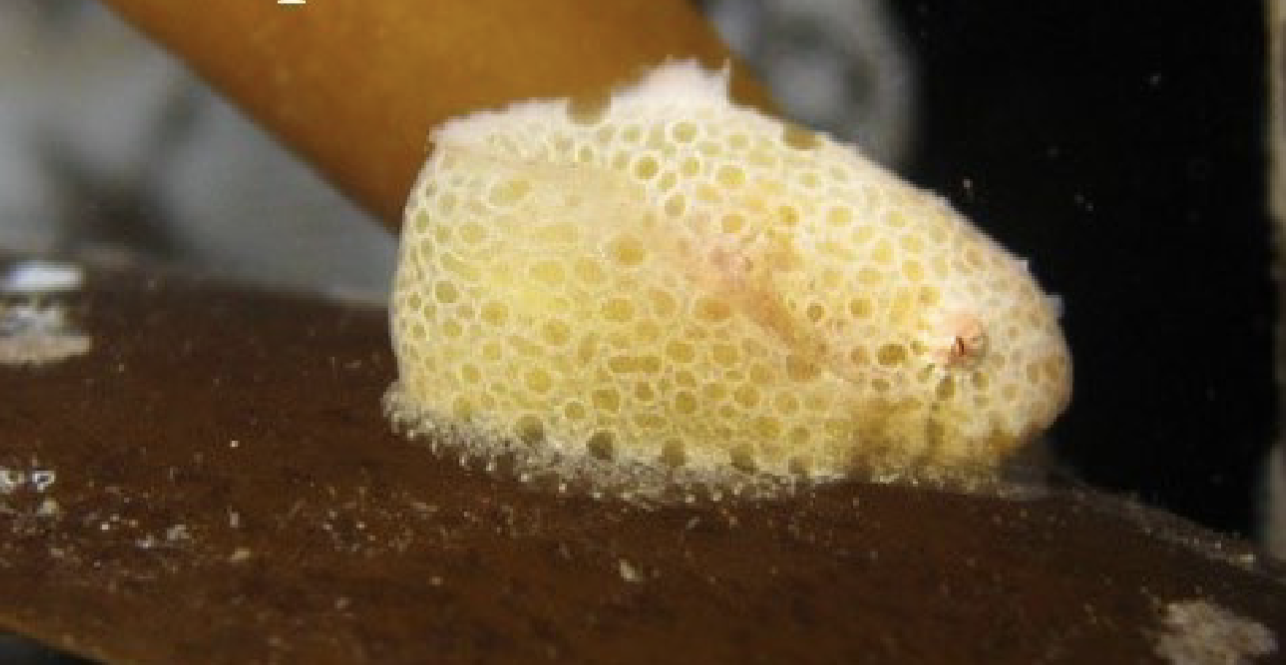 <p>Family Liparidae</p>