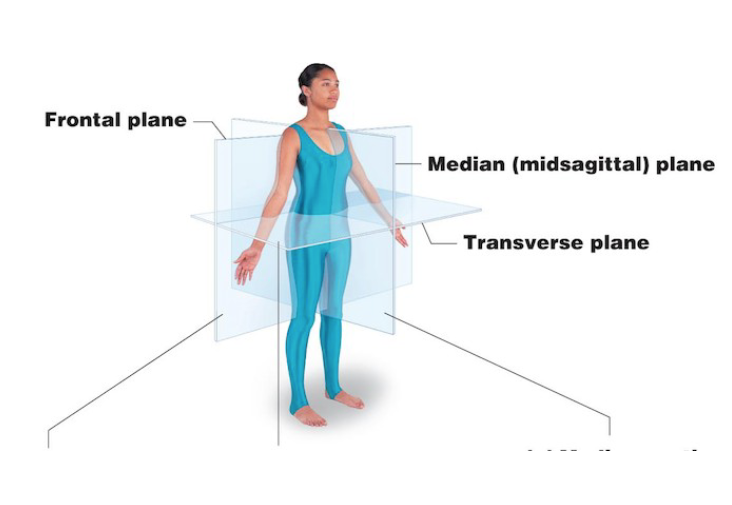 <p>Sagittal </p><p>Transverse</p><p>Frontal</p>