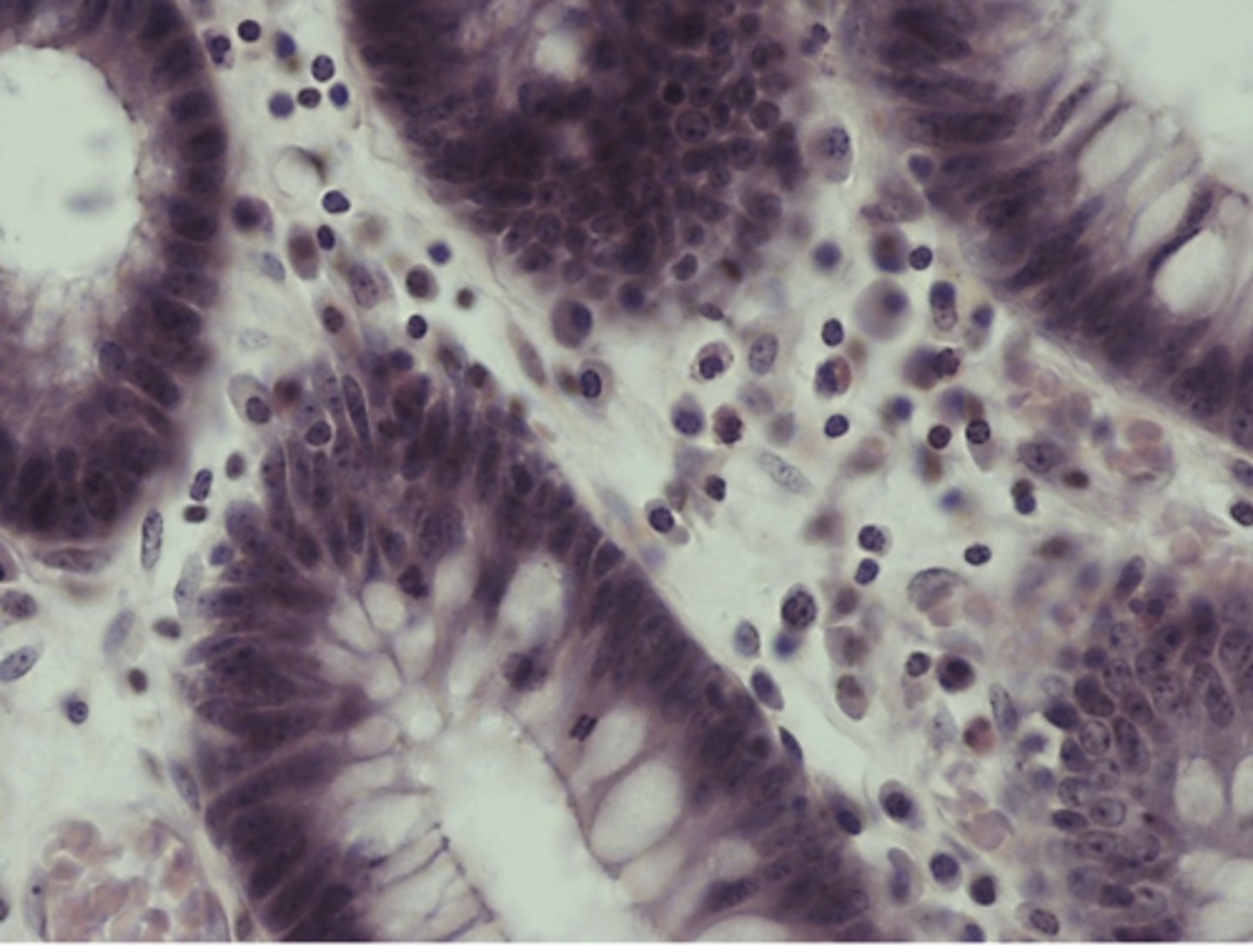 <p>ID as many cell types as you can in the image</p>