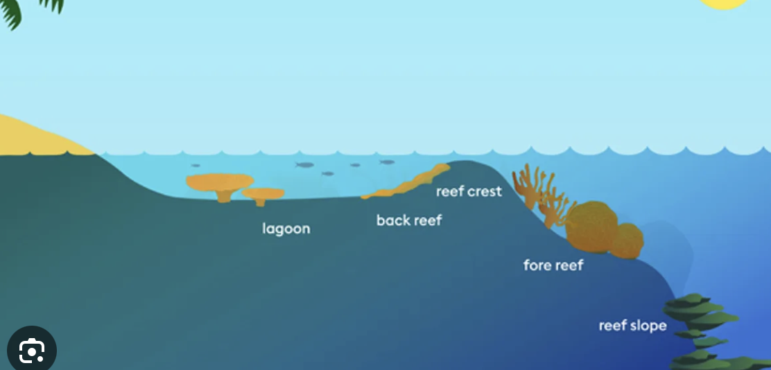 <ul><li><p><strong>Reef Crest:</strong> The shallowest part, exposed at low tide. Experiences strong wave action and is dominated by robust, wave resistant corals.</p></li><li><p><strong>Fore Reef:</strong> The seaward side of the reef, sloping down into deeper water. Is divided into the</p><p><strong>Upper Slope:</strong> Rich in coral diversity. Lower <strong>Slope: </strong>Less light penetration, with fewer but more specialised corals.</p></li><li><p><strong>Back Reef:</strong> The landward side of the reef, protected from strong waves. It often has seagrass beds, sand flats and patch reefs.</p></li><li><p><strong>Lagoon: </strong>The area between reef and shore, often with calm waters and diverse habitats like seagrass beds and small coral patches.</p></li><li><p><strong>Deep Reef:</strong> The steep edge of the reef that drops into the ocean depths, home to deep water corals and unique marine life.</p></li></ul><p></p>