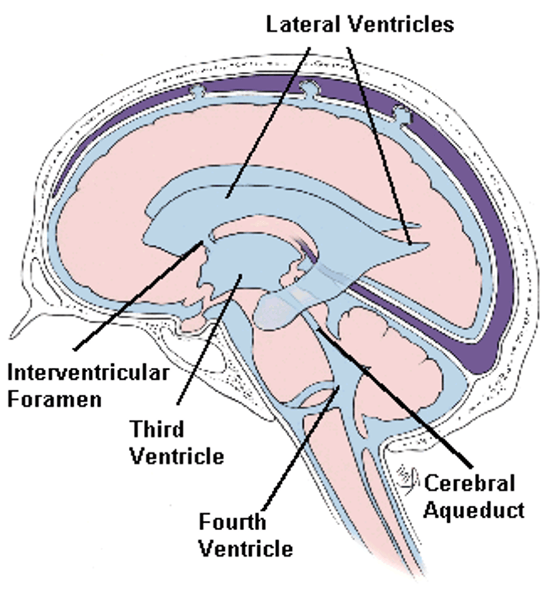 <p>within cerebral hemispheres; separated by septa pellucida</p>