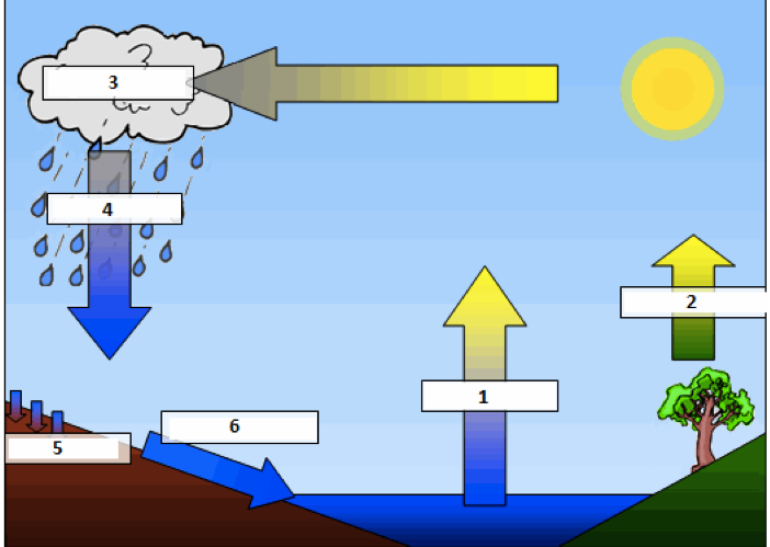 <p>Identify each part of the water cycle. Which steps represent storages and which flows?</p>