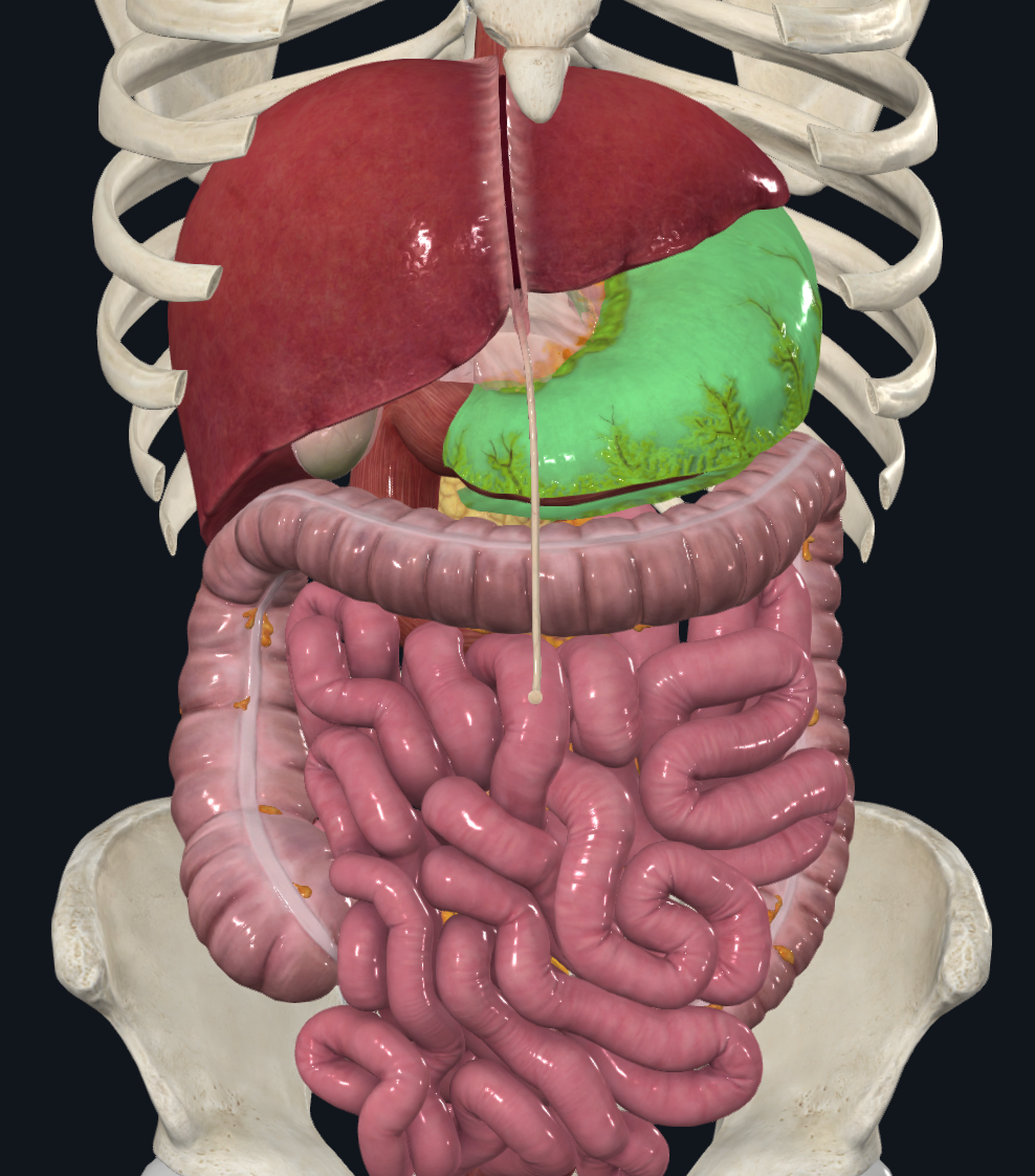 knowt flashcard image