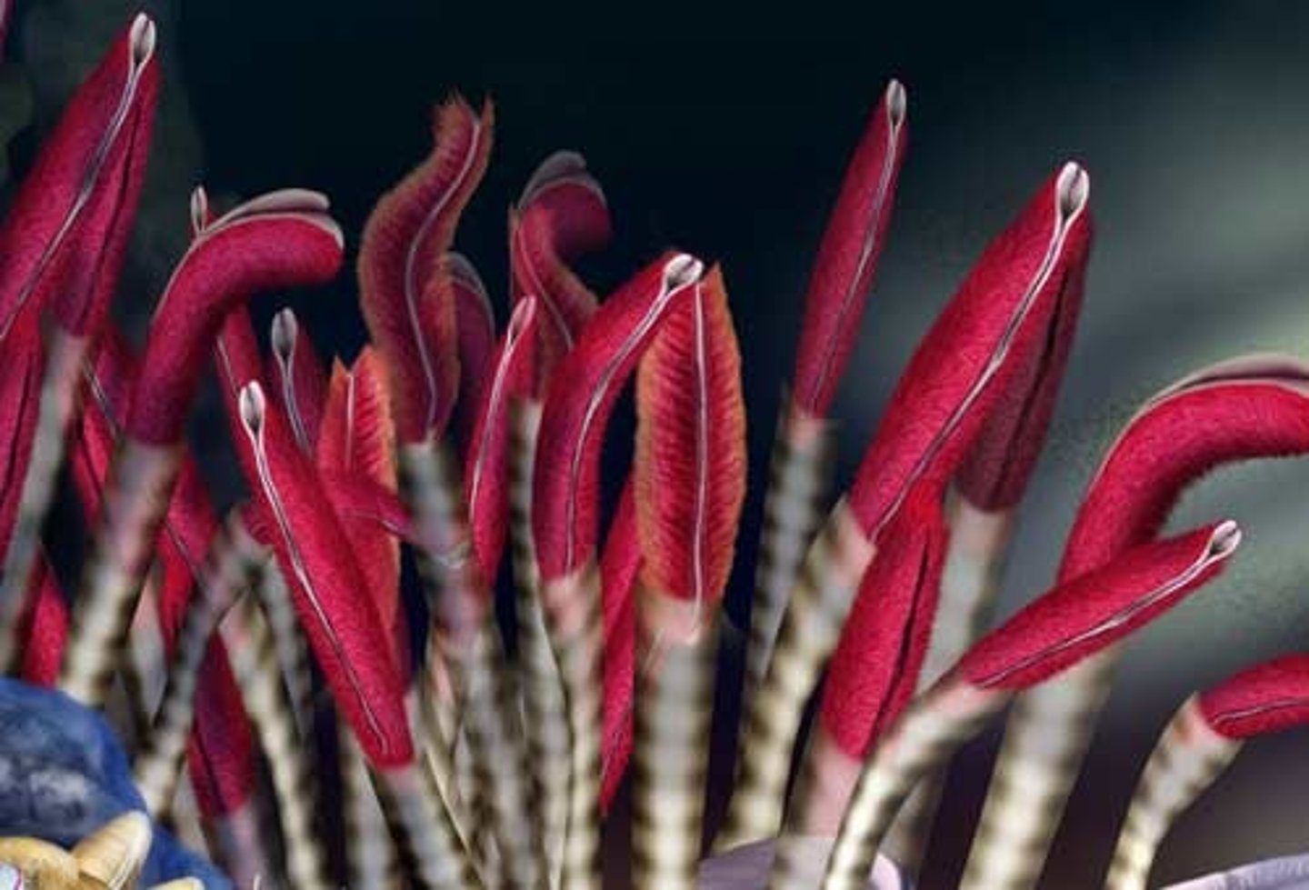 <p>- Type of marine annelid</p><p>- Filter food from water with a crown of tentacles</p>