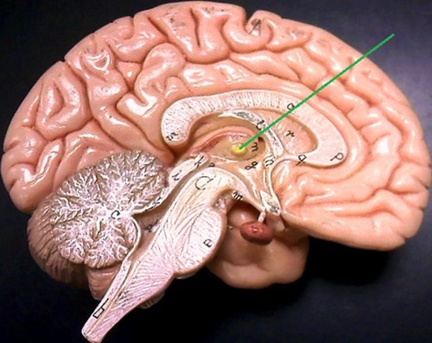 <p>the brain's sensory control center, located on top of the brainstem; it directs messages to the sensory receiving areas in the cortex and transmits replies to the cerebellum and medulla</p>