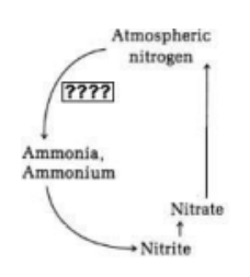 <p> In the diagram of the Nitrogen cycle at the right, which of the</p><p>following bacteria could carry out the indicated step?</p><p>A. Agrobacterium</p><p>B. Azotobacter</p><p>C. Deinococcus</p><p>D. Nitrifying bacteria</p><p>E. Denitrifying bacteria</p>