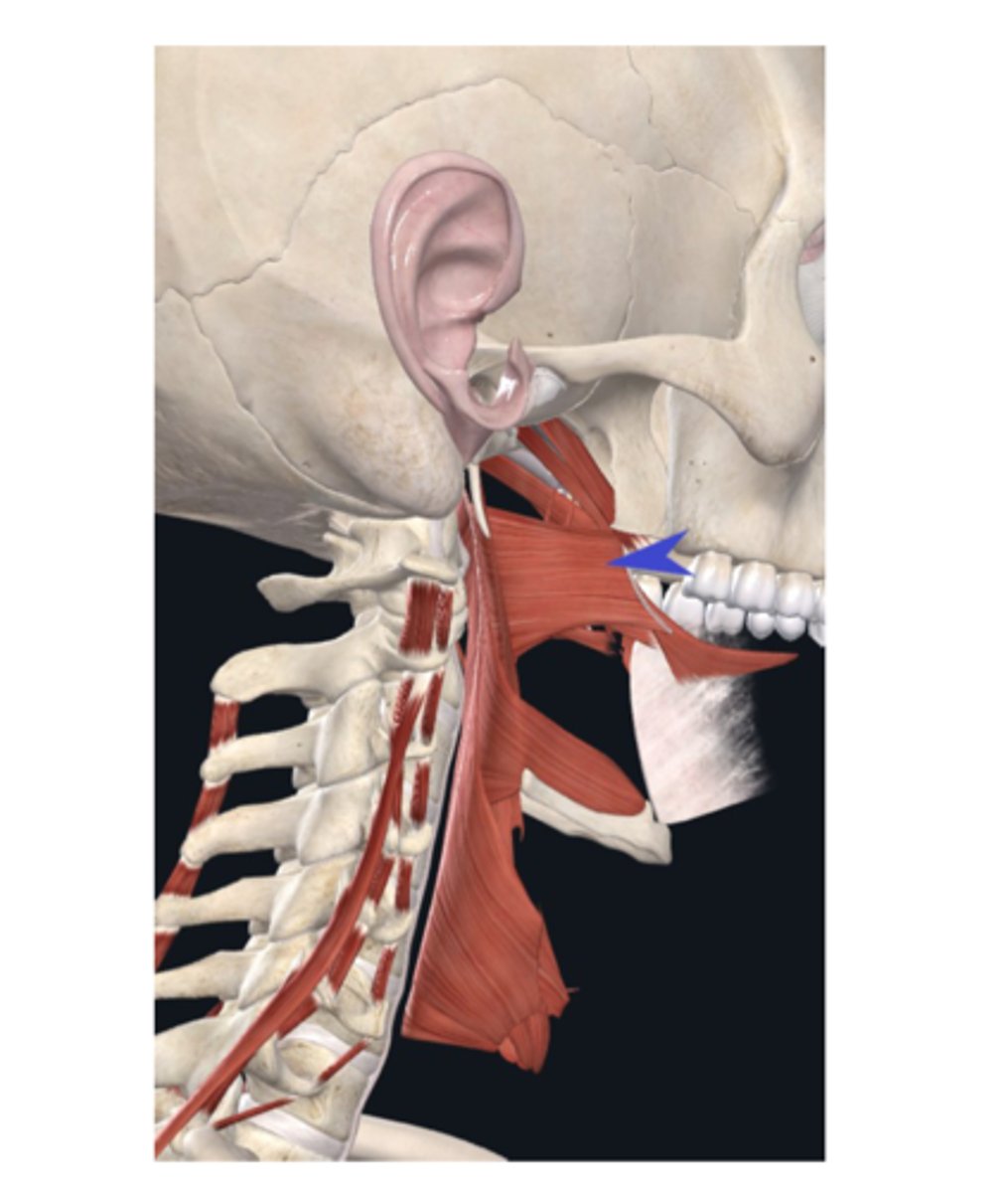 <p>What is this muscle?</p>