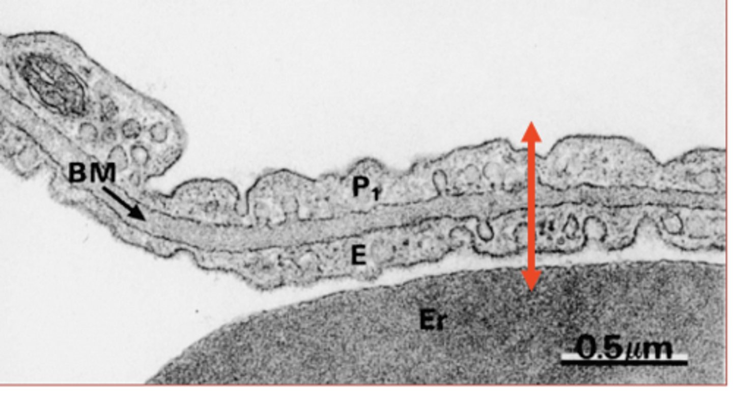 <p>What is the red arrow showing?</p>