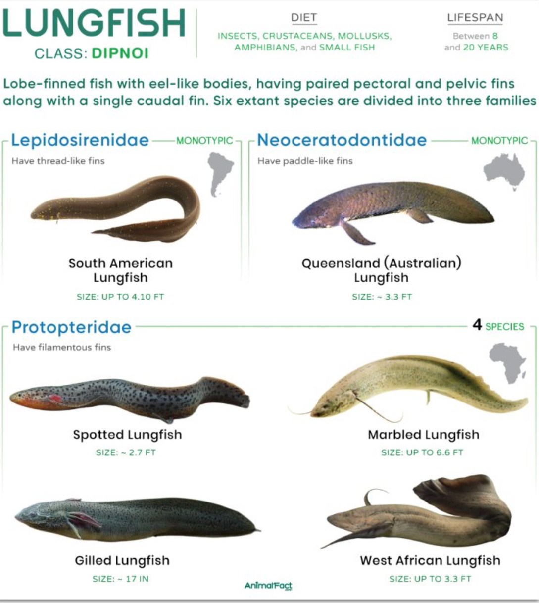 <p>Found in water</p><p>with low O2 content (shallow warm pools)</p>