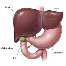 <p>Liver</p>