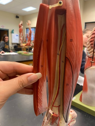 <p>Plantar flexion and eversion</p>