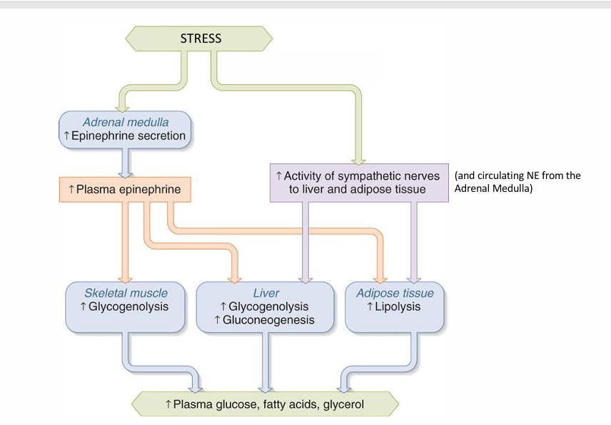 <ul><li><p>•<strong> SM glycogenolysis</strong> • (use glycogen instead of glucose) </p></li><li><p><strong>• SM increases lipolysis </strong>• (use fatty acids instead of glucose) </p></li><li><p><strong>• AT increases lipolysis • (use fatty acids instead of glucose) • Increase blood fatty acid concentration</strong> for use by other tissues (including liver and SM)</p></li><li><p><strong> • Liver Increases lipolysis • Increases fatty acid oxidation </strong>in the liver for ATP, instead of glucose </p></li><li><p><strong>• Liver increases ketogenesis • Increased blood fatty acid concentration (from AT lipolysis) stimulates ketogenesis in the liver </strong>• Increased fatty acid oxidation in the liver stimulates ketogenesis in the liver</p></li></ul><p></p>