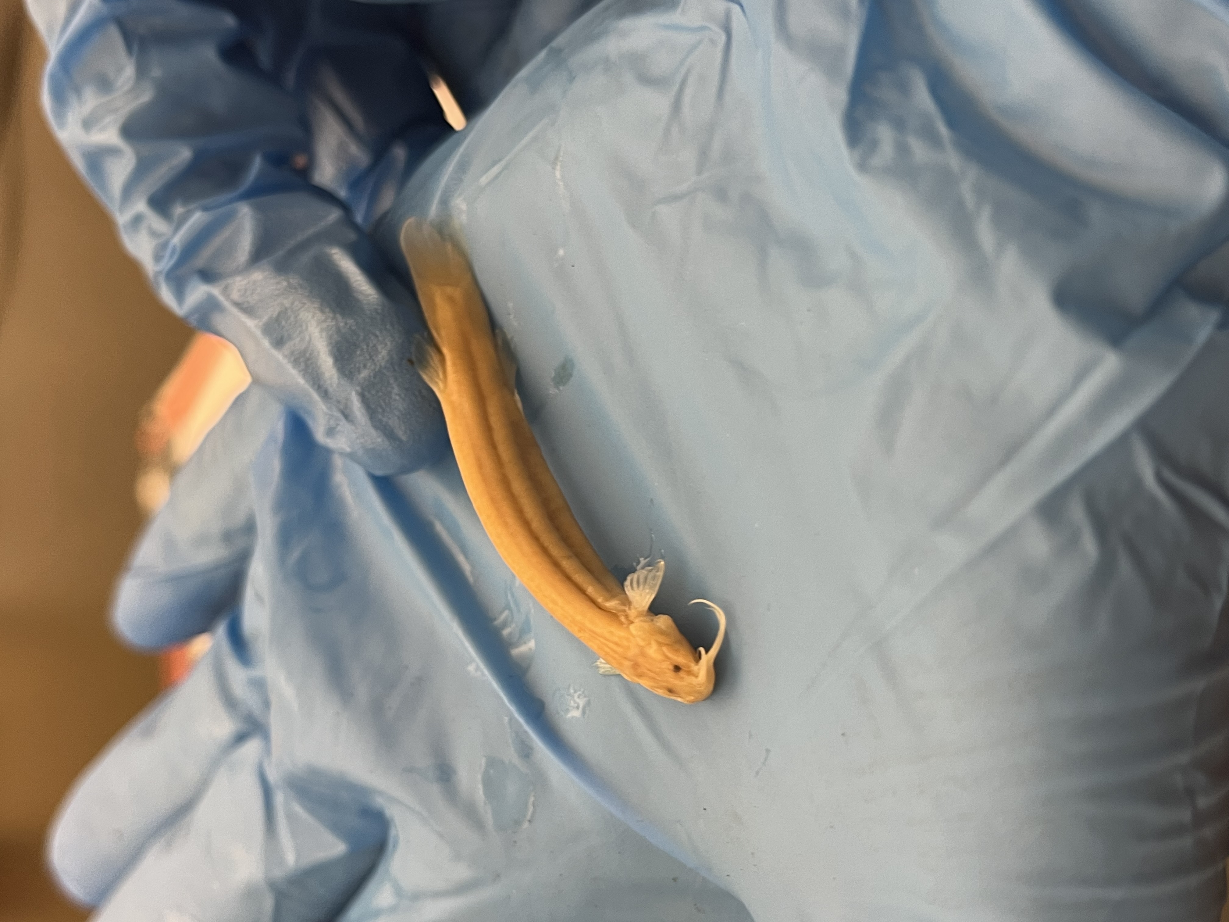 <p>Parasitic Catfish</p>