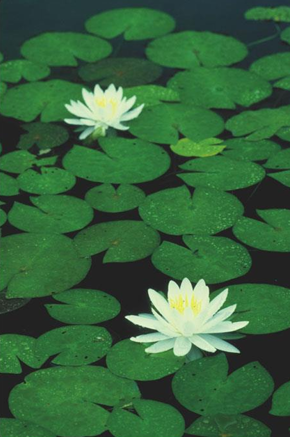 <p>basal angiosperm; Nymphaeales; water lily</p>