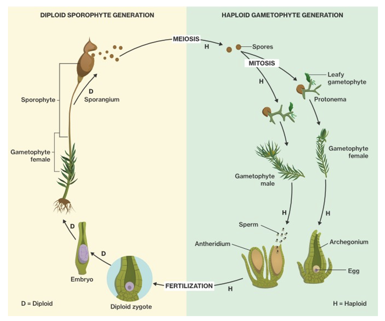 <p>gametophyte dominant, thallus</p><p>sporophyte is horn-life and elongated; grows continuously and lives longest</p><p>sporangium releases spores gradually from horn</p><p>has stomata</p>