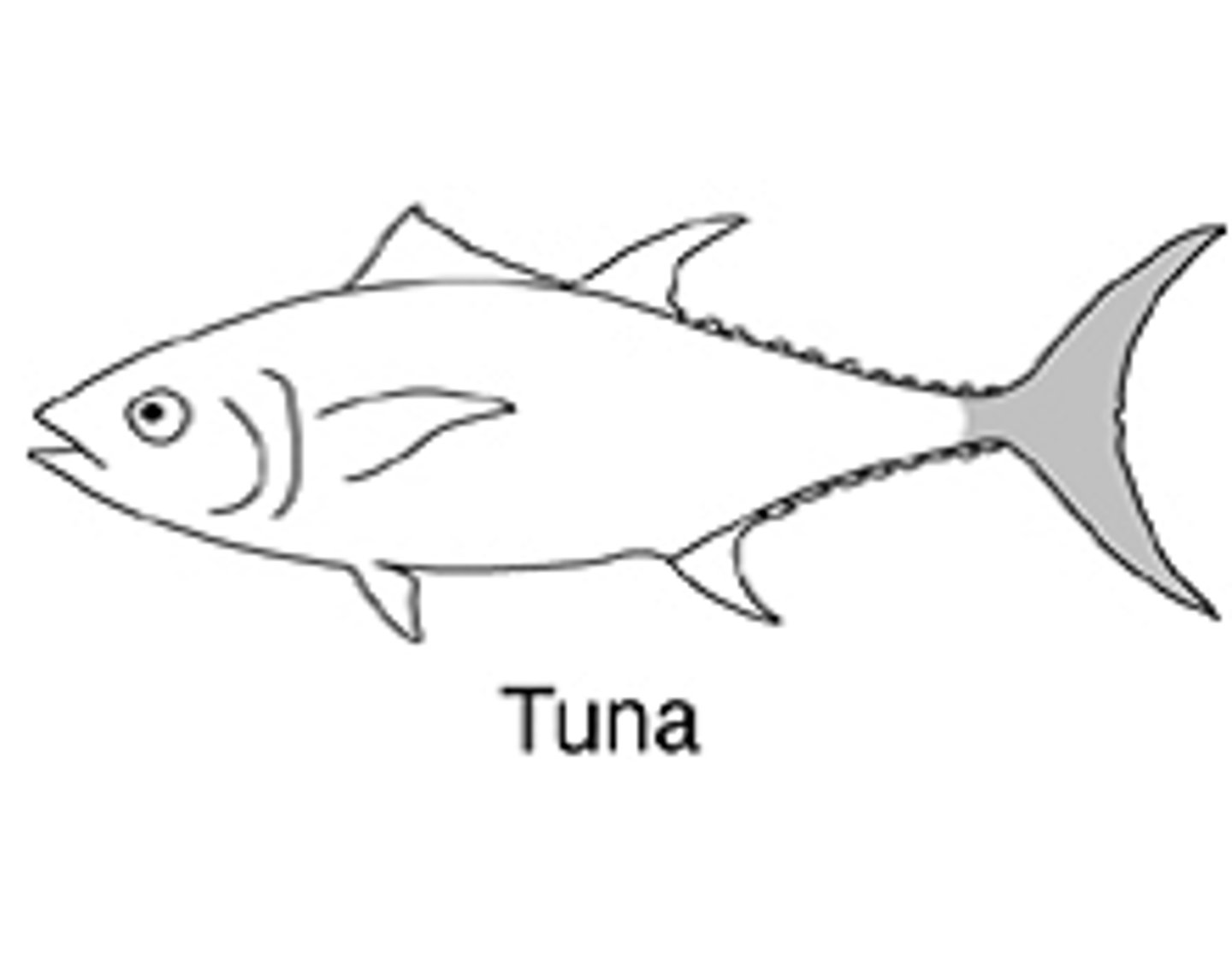 <p>propulsion only comes from undulation of a narrow peduncle and deeply forked caudal fin</p><p>"wing on a stick"</p>